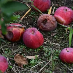 Czerwone jabłka, niektóre nadpsute, leżą na ziemi. Czy jabłka można wrzucać do kompostownika? Tak, nawet te nadpsute!