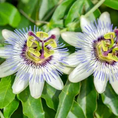 Zwei Passionsblumen blühen in voller Pracht. Ihre faszinierende Form und die zarten Farben lassen die beruhigende passionsblume wirkung erahnen.