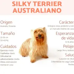 Un adorable Australian Silky Terrier, con su pelaje largo y sedoso, posa sonriente. La infografía detalla su origen australiano, tamaño, cuidados, carácter enérgico y salud.
