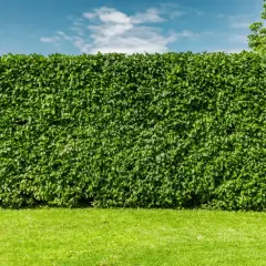 Gęsty, zielony buk żywopłot tworzy naturalną ścianę na tle błękitnego nieba z chmurami.