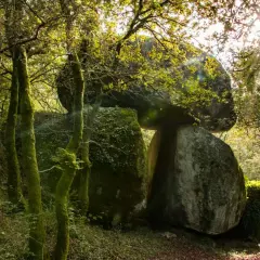 Bosque gallego con un dolmen, la pedra filga, bajo la luz del sol filtrándose entre las hojas.