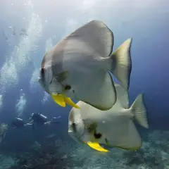 Dwa płaskie, srebrzyste ryby z żółtymi płetwami pływają w ciepłych wodach **Oceania**. W tle widać nurków i bąbelki powietrza.