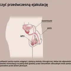 Anatomia układu rozrodczego męskiego, ilustracja wyjaśniająca, jak można zaradzić niespodziewany wytrysk.