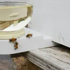 Pszczoły zbierają syrop z podajnika, przygotowując się do zimowania.