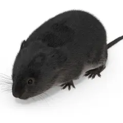 En liten, mörk pälsig varelse, en svart sork, tittar fram med sina långa morrhår.