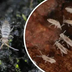 Zbliżenie na skoczogonki w ziemi. Małe, białe stworzonka poruszają się po wilgotnym podłożu, niektóre są widoczne na ciemnej ziemi, inne na kawałku drewna.