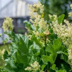 Blommande rabarber i kruka med stora gröna blad och små vita blommor. I bakgrunden skymtar ett växthus.