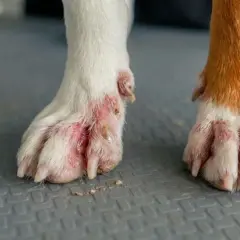 Patas de perro con pododermatitis, mostrando inflamación y enrojecimiento. La pata izquierda está más afectada, con heridas y costras.