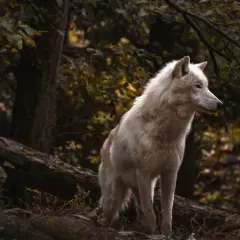 Biały wilk na tle jesiennego lasu, jak z okładki książki o wilkołakach.