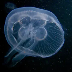 Przezroczysta meduza z widocznymi żyłkami, unosząca się w ciemnej wodzie.