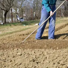 Osoba w niebieskich spodniach i zielonej kurtce grabi żyzną glebę, przygotowując grządki do sadzenia.