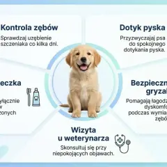 Uroczy szczeniak golden retrievera zachęca do kontroli zębów, pokazując, ile pies ma zębów. Porady dotyczące higieny jamy ustnej psa.