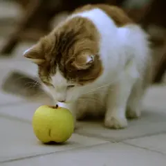 Un gato curioso olfatea una manzana verde, explorando si los gatos pueden comer manzana.