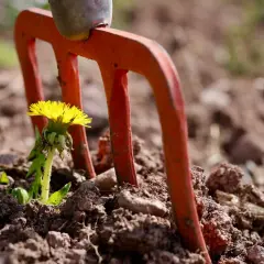 Pomarańczowe zęby wideł ogrodowych obok kwitnącego mniszka lekarskiego w ziemi.
