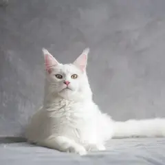 Biały kot Maine Coon, jakby z wiersza na pożegnanie kota, spogląda z szarego tła. Jego puszyste futro i bystre oczy budzą wspomnienia.