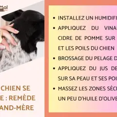 Un chien est examiné à la loupe. Le texte propose un remède de grand-mère anti puce pour chien, incluant vinaigre de cidre et jus de citron.