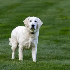 Golden Retriever: Ile żyją? Wydłuż życie psa!