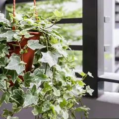 Zielony bluszcz w domu, zwisający z doniczki, tworzy naturalną ozdobę balkonu.