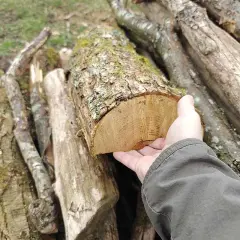 Main d'une personne tenant une bûCHE de bois coupée, avec une pile de bois en arrière-plan.