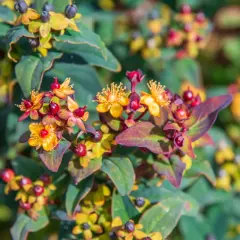 Fleurs jaunes et baies rouges sur une plante de millepertuis, aux feuilles vertes et pourpres.