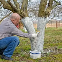 Mężczyzna w ogrodzie maluje pnie drzew wapnem. Pokazuje, jak przygotować wapno do malowania ścian, ale w tym przypadku do ochrony drzew.