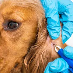 Manos enguantadas extraen una garrapata perro de su oreja con un removedor.