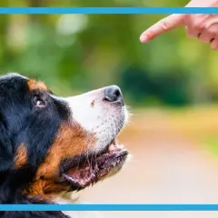 Bernese mountain dog looking up at a pointing finger outdoors.