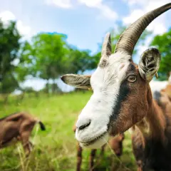 Nahaufnahme einer Zwergziege mit Hörnern auf einer grünen Wiese. Im Hintergrund grasen weitere Zwergziegen.