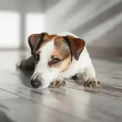 Jack Russell terrier leży na drewnianej podłodze, zamyślony. Może czeka na wizytę u weterynarza, ale wygląda na spokojnego. #diarvet