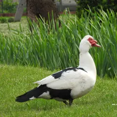 Biała kaczka z czarnymi plamami i czerwoną maską na twarzy, jakby z baśni o kaczki dworki, stoi na zielonej trawie.