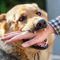 Perro de raza mixta muerde mano humana. La mordedura de perro es un incidente peligroso.