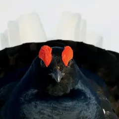 Samica cietrzewia z czerwonymi "brwiami" nad oczami, w czarnym upierzeniu, z białymi piórami ogona.