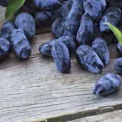 Jagoda kamczacka Aurora, ciemnoniebieskie owoce z gałązkami i liśćmi, leżą na drewnianym blacie.