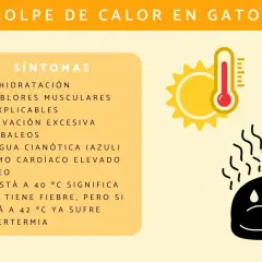 Ilustración sobre el golpe de calor en gatos, mostrando síntomas como jadeo y deshidratación. El sol y un termómetro indican altas temperaturas.
