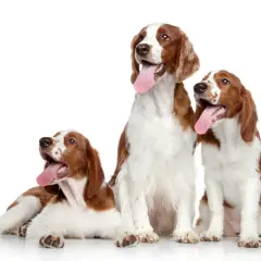 Drei freundliche Spaniel-Rassen mit roten und weißen Fellmustern sitzen und liegen vor weißem Hintergrund, ihre Zungen hängen heraus.