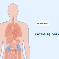 Schemat ludzkiego ciała z zaznaczonymi płucami, sercem, trzustką i nerkami. Pytanie: Gdzie bolą nerki?