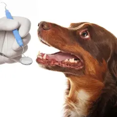 Un veterinario revisa los dientes de un perro con un espejo dental. ¡Es hora de limpiar dientes perro!