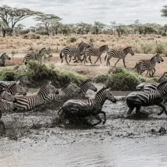 Stado zebr przebiega przez błotnistą wodę. To idealny moment, by zobaczyć je na safari w Kenii, kiedy najlepiej jechać do Kenii na safari.