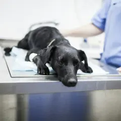 Un chien noir, visiblement fatigué, est allongé sur une table d'examen vétérinaire. Une infirmière en blouse bleue est à ses côtés. On se demande combien de temps pour évacuer un corps étranger chien.
