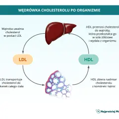 Cholesterol HDL/LDL: Oblicz i zinterpretuj wskaźniki ryzyka