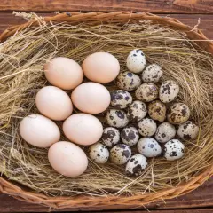 Ein Nest mit Hühner- und Wachteleiern. Wachteleier sind klein, gefleckt und gelten als besonders gesund.