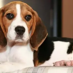 Jak tresować beagle'a? Sprawdzone metody i porady eksperta