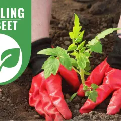 Rote Handschuhe pflanzen junge Tomatenpflanzen im Beet. Frühling im Beet!