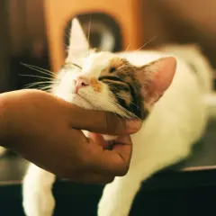 Una mano acaricia suavemente la cara de un gato blanco y atigrado, que cierra los ojos con placer.