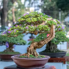 Magnifique arbre nain d'origine asiatique, orné de petites fleurs violettes et de décorations suspendues, dans un pot en terre cuite.