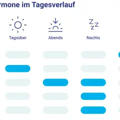 Tagesverlauf von Schlafhormonen: Serotonin ist tagsüber hoch, Melatonin steigt nachts an.