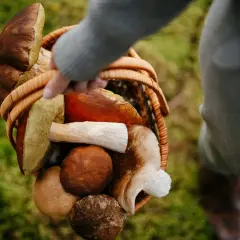 Grzybobranie dla początkujących: Jak zbierać grzyby bezpiecznie?
