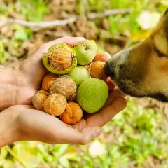 Un chien renifle des noix dans une main. Attention à l'intoxication aux noix chez le chien, surveillez les symptômes.