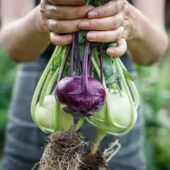 Hände halten frisch geerntete Kohlrabi-Pflanzen mit Wurzeln. Eine dunkelviolette Kohlrabi sticht hervor, umgeben von hellgrünen Exemplaren.