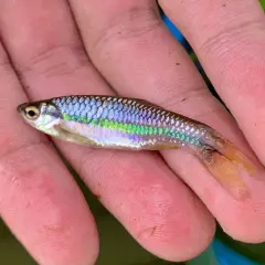 Un petit poisson vairon aux reflets irisés bleus et verts repose sur une main.